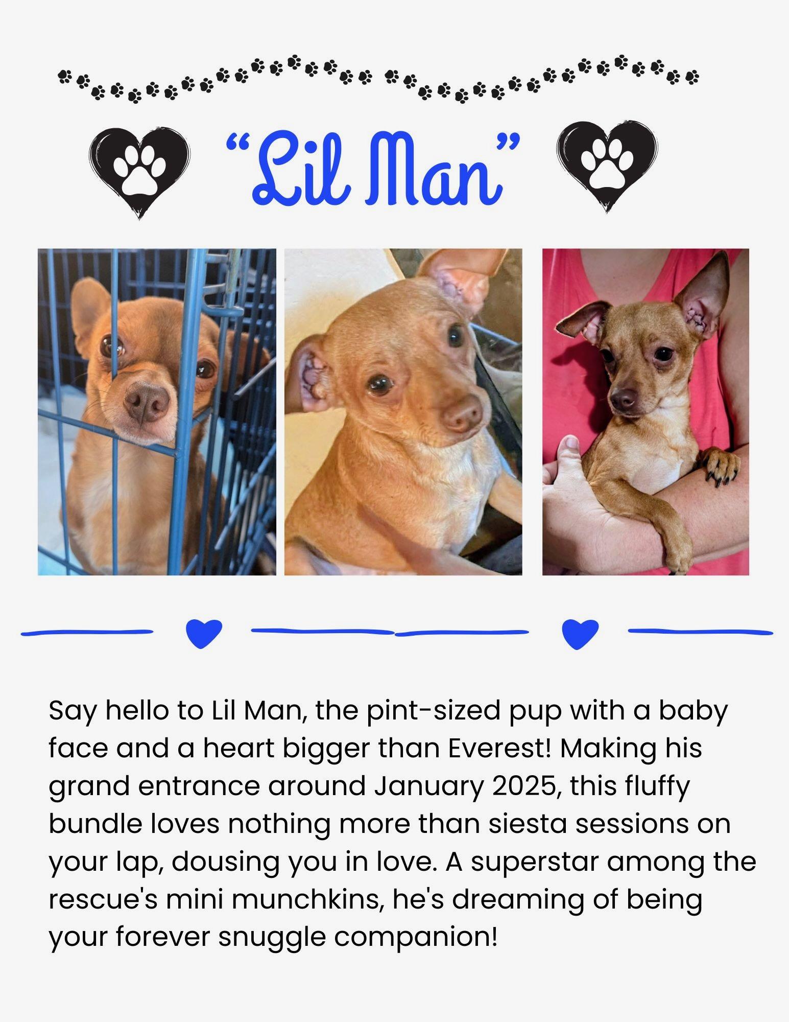 Li'l Man, adopted, Young Male Chihuahua.