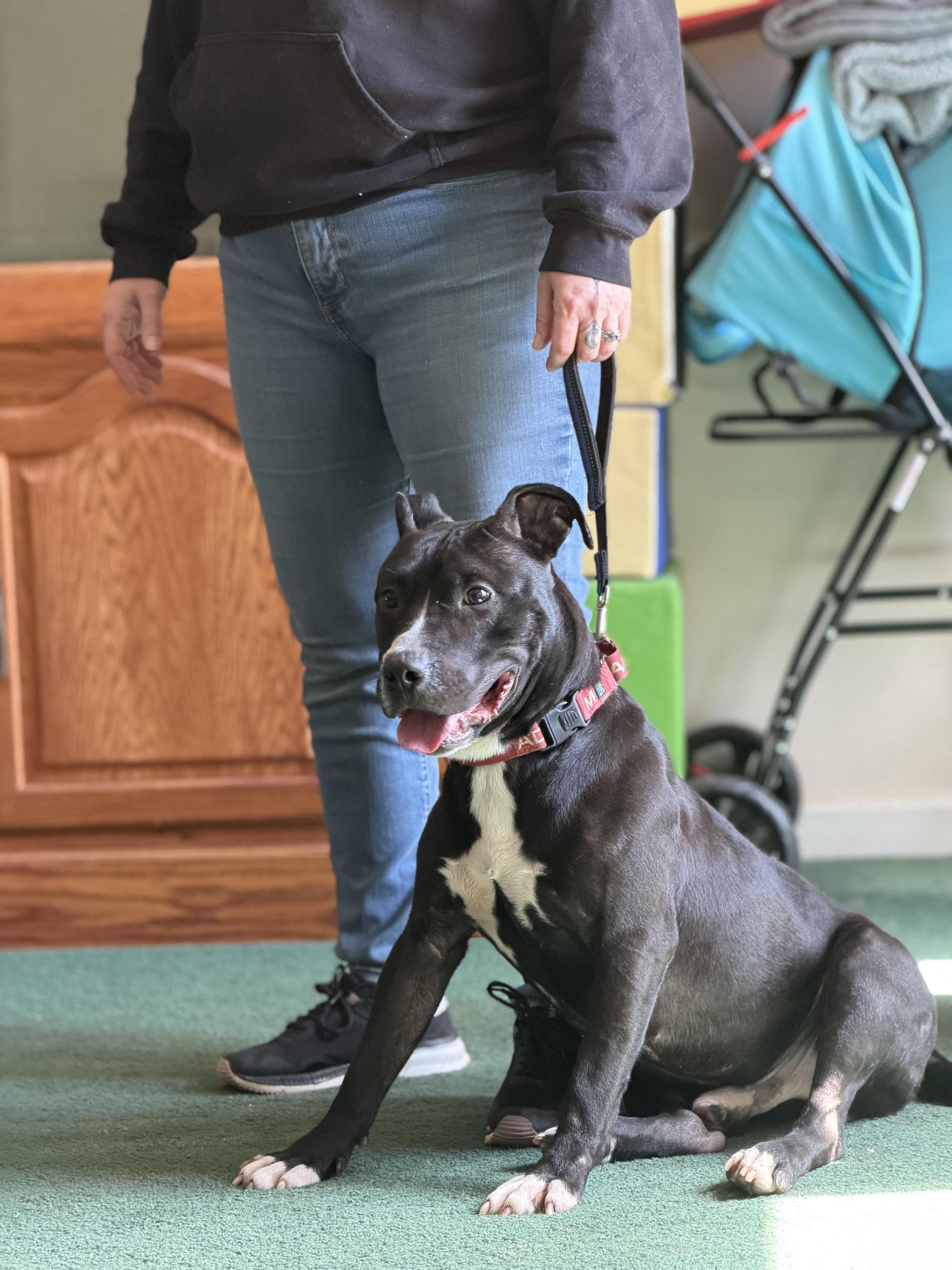 Enlarge Blade, a Adoptable American Staffordshire Terrier in Seville, OH image 3/6
