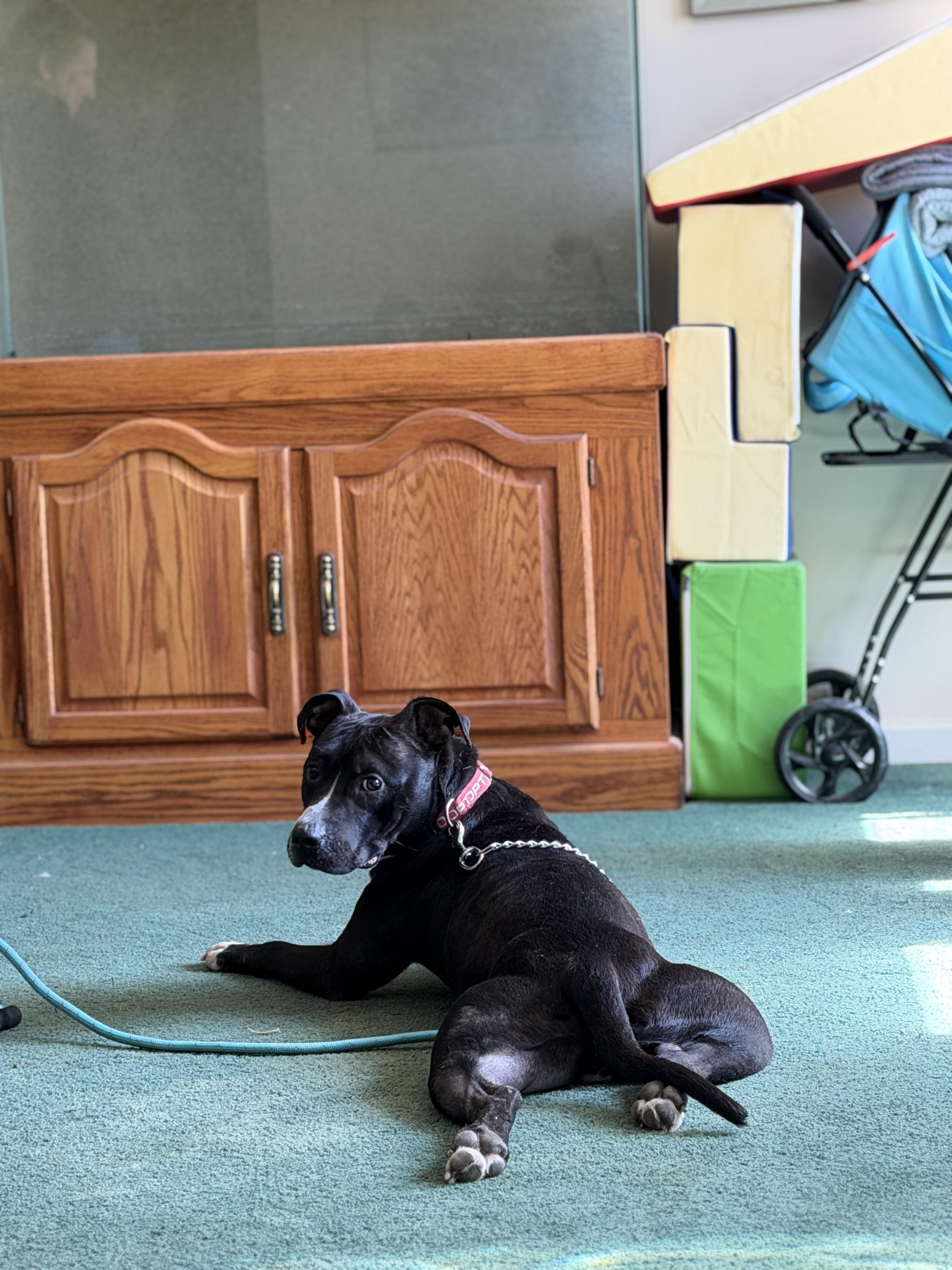 Enlarge Blade, a Adoptable American Staffordshire Terrier in Seville, OH image 1/6