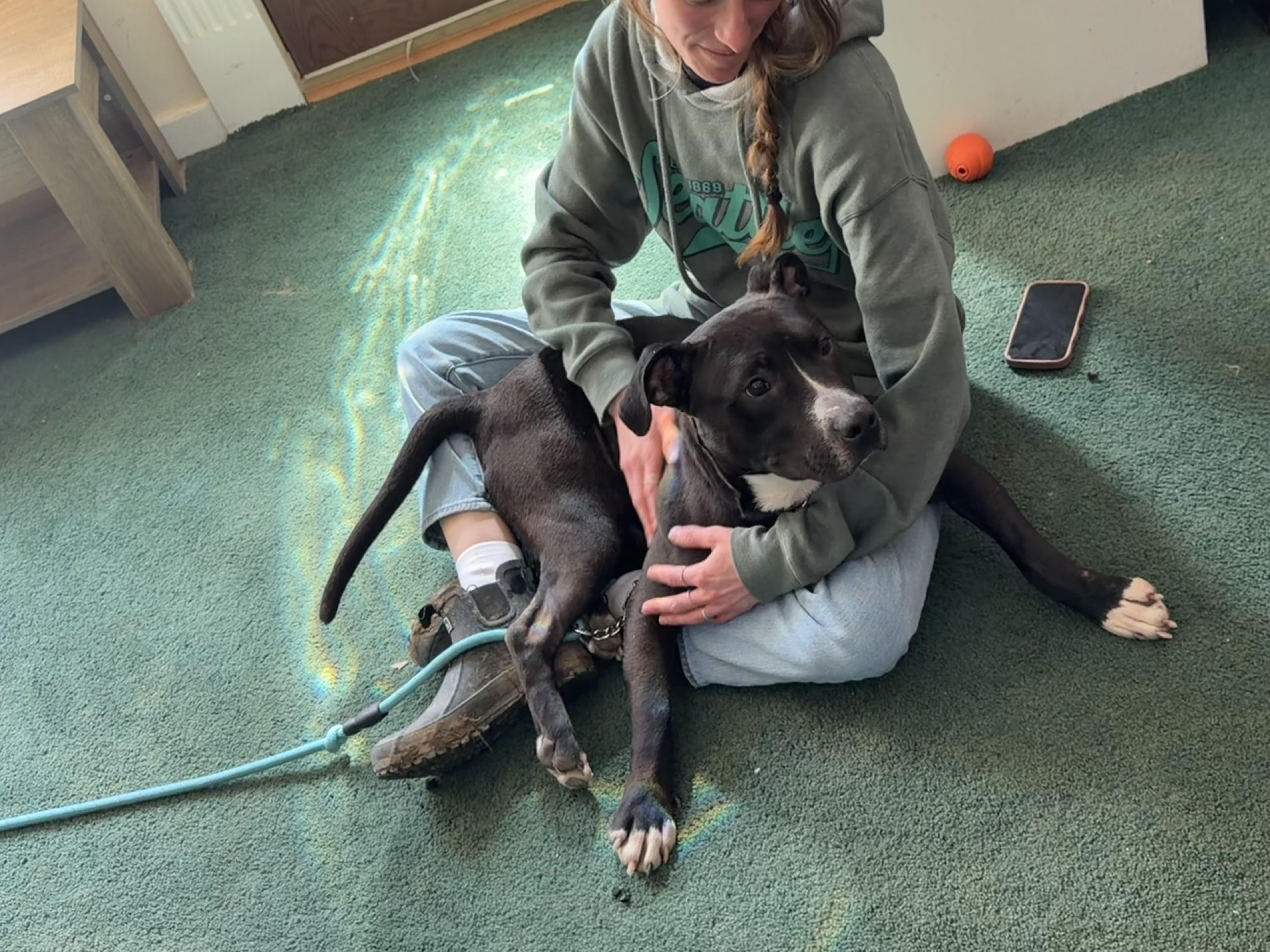 Enlarge Blade, a Adoptable American Staffordshire Terrier in Seville, OH image 6/6