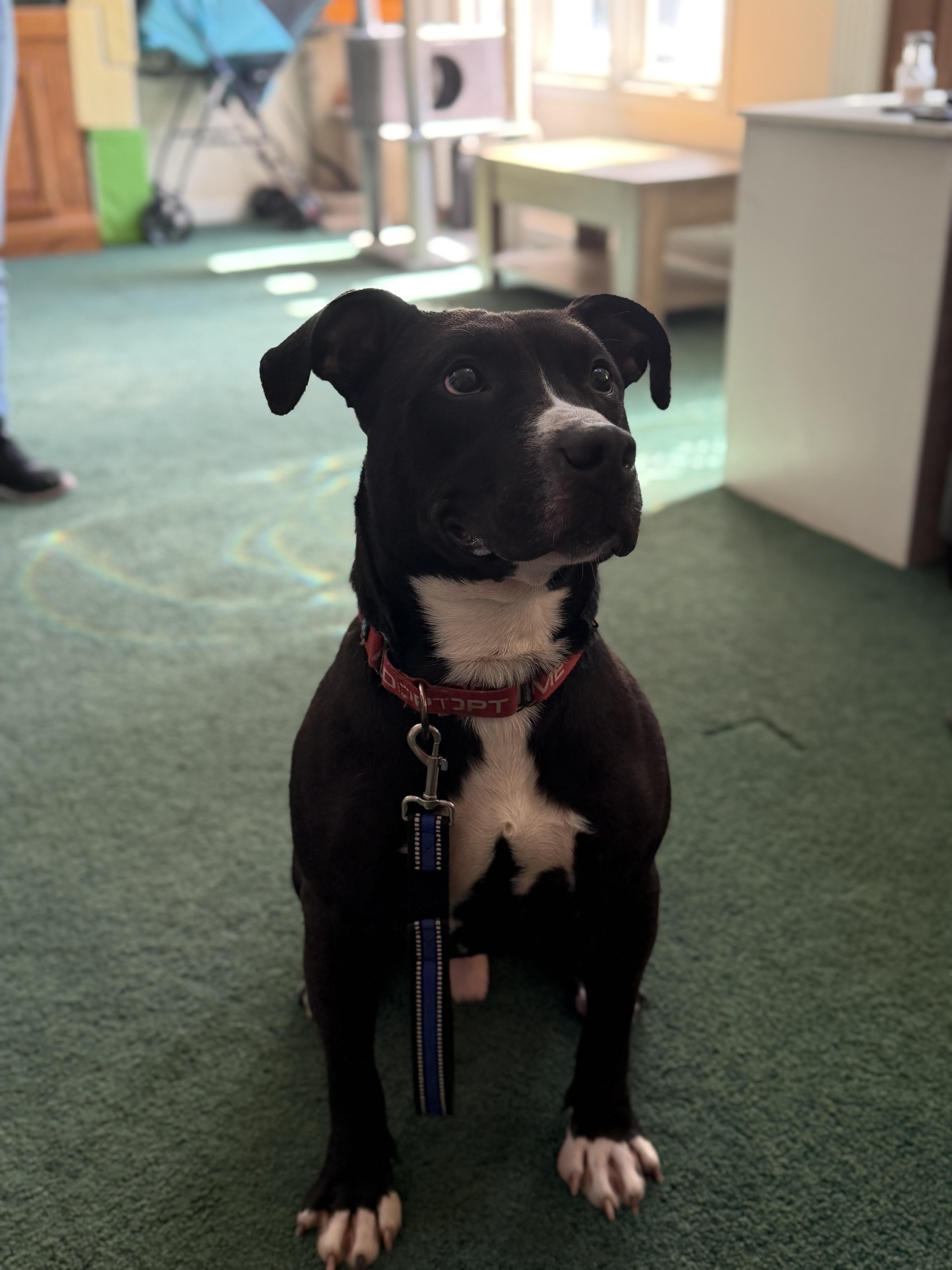 Enlarge Blade, a Adoptable American Staffordshire Terrier in Seville, OH image 2/6