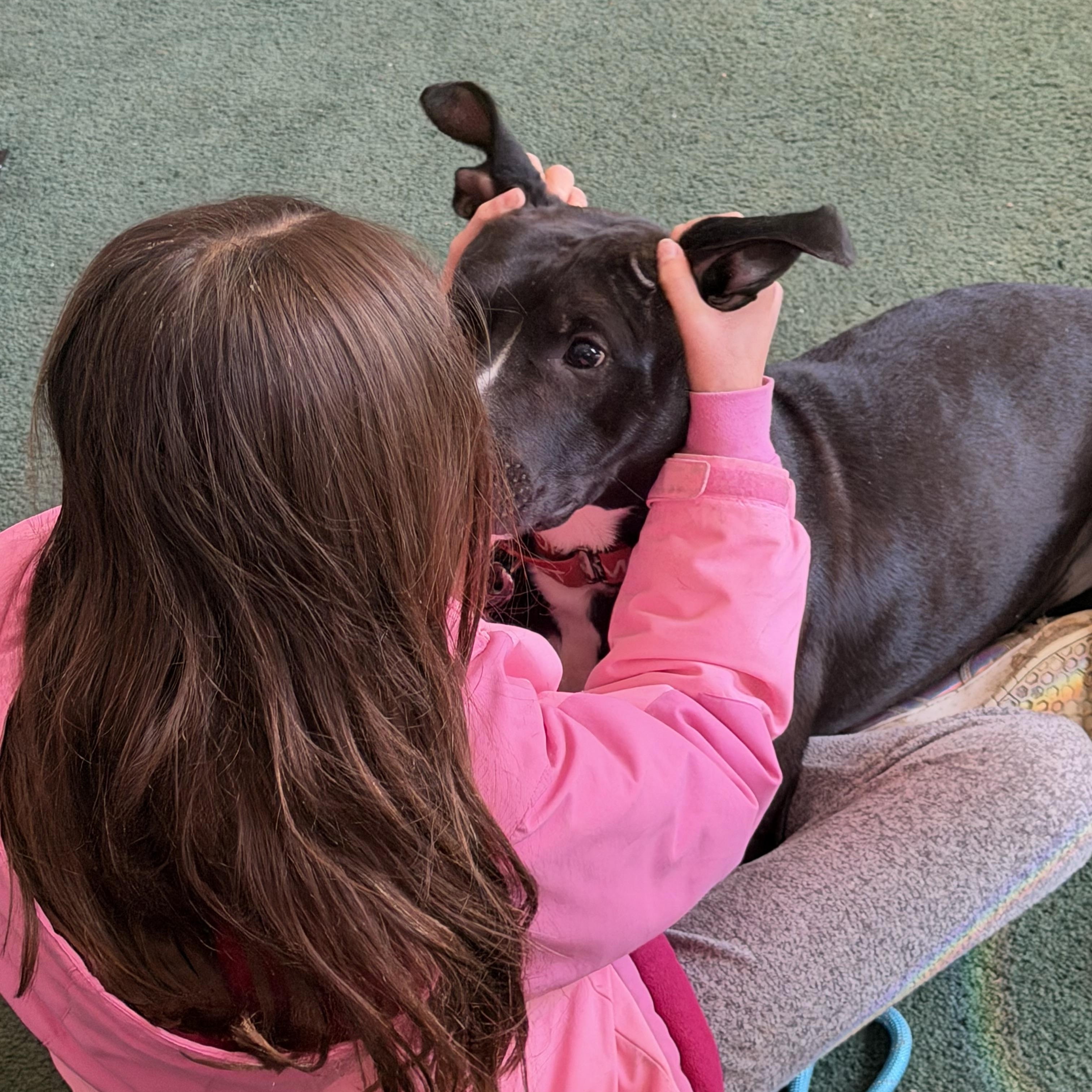 Enlarge Blade, a Adoptable American Staffordshire Terrier in Seville, OH image 5/6