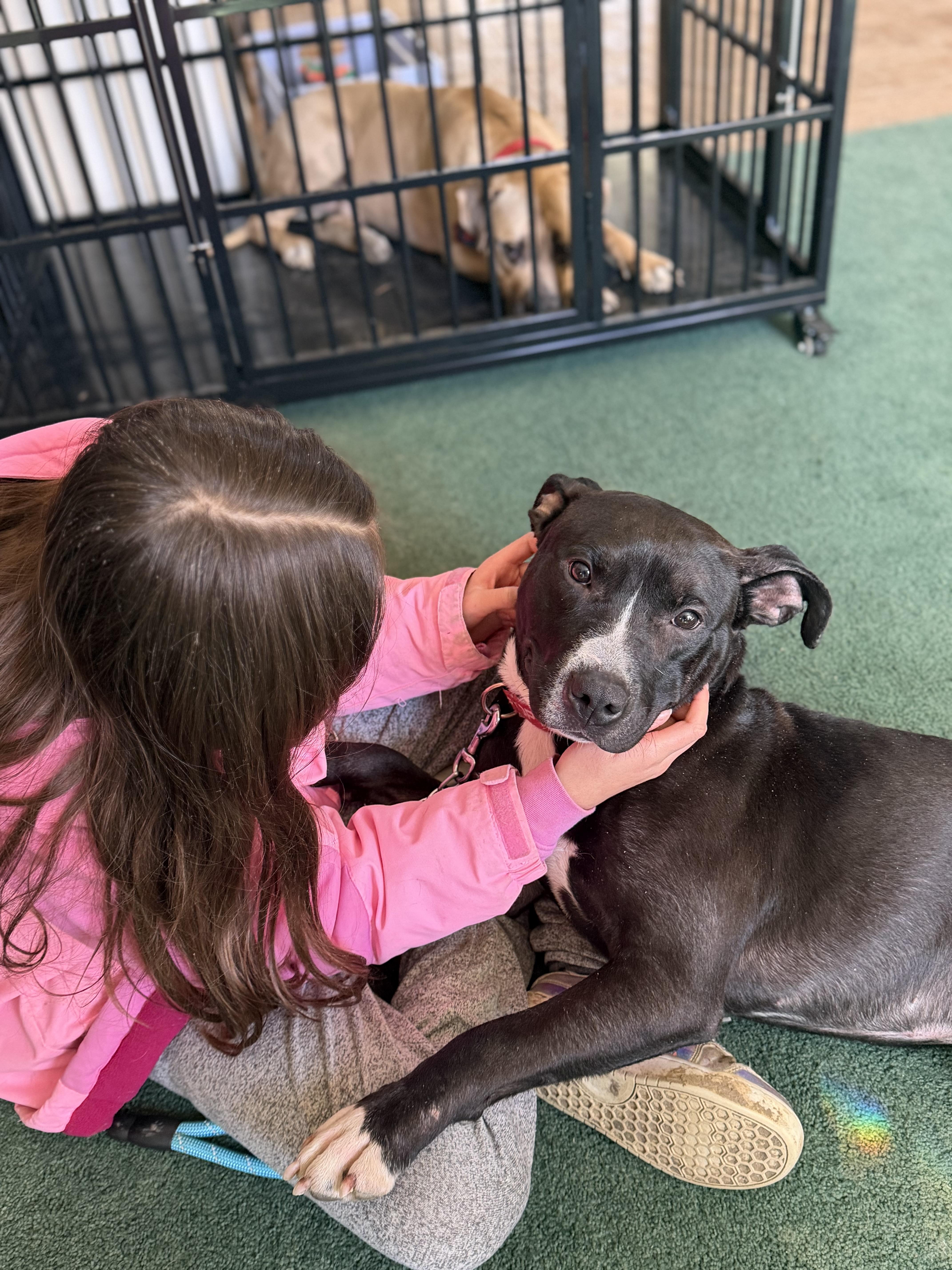 Enlarge Blade, a Adoptable American Staffordshire Terrier in Seville, OH image 4/6