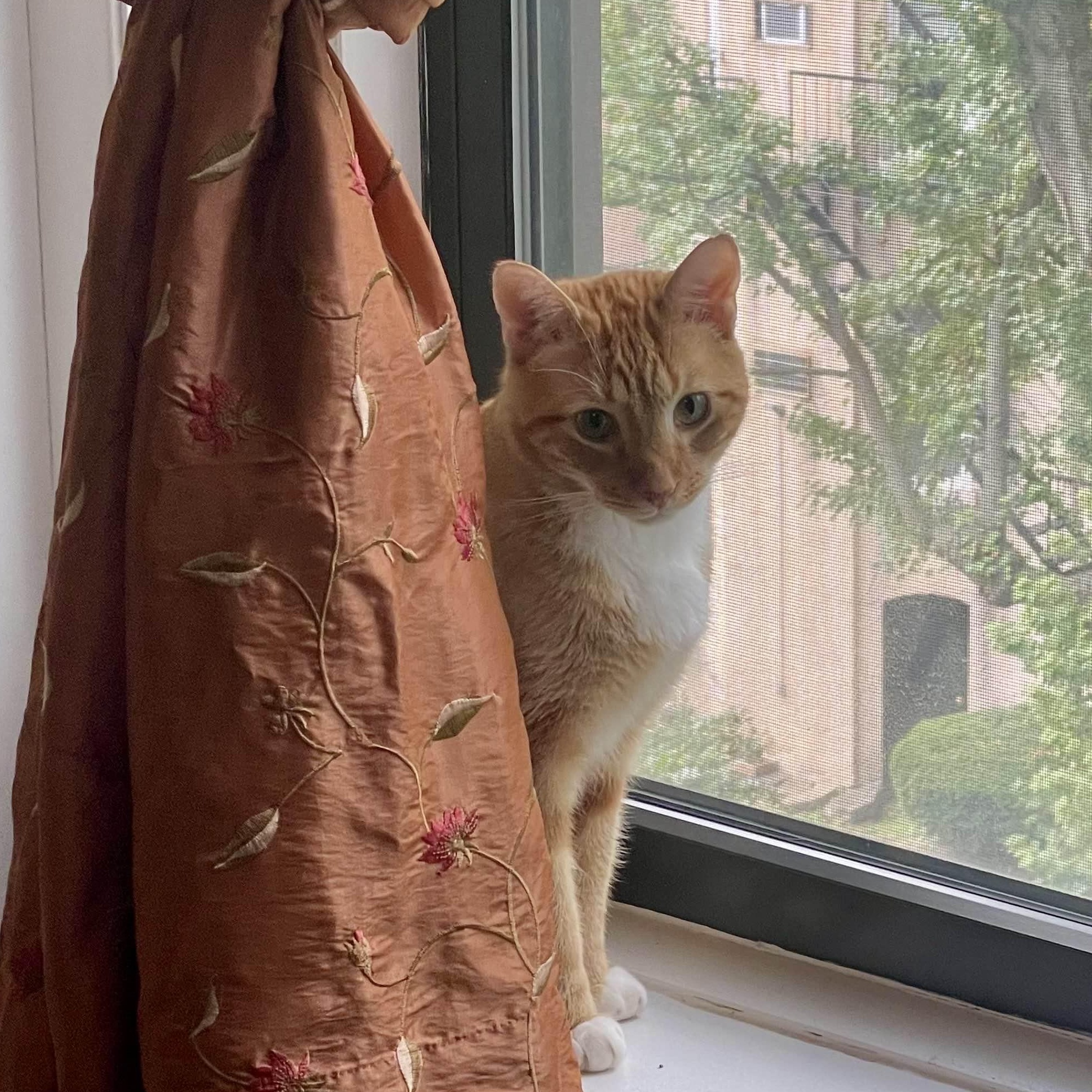 Enlarge Bob, an adopted Domestic Short Hair in Florham Park, NJ image 3/6