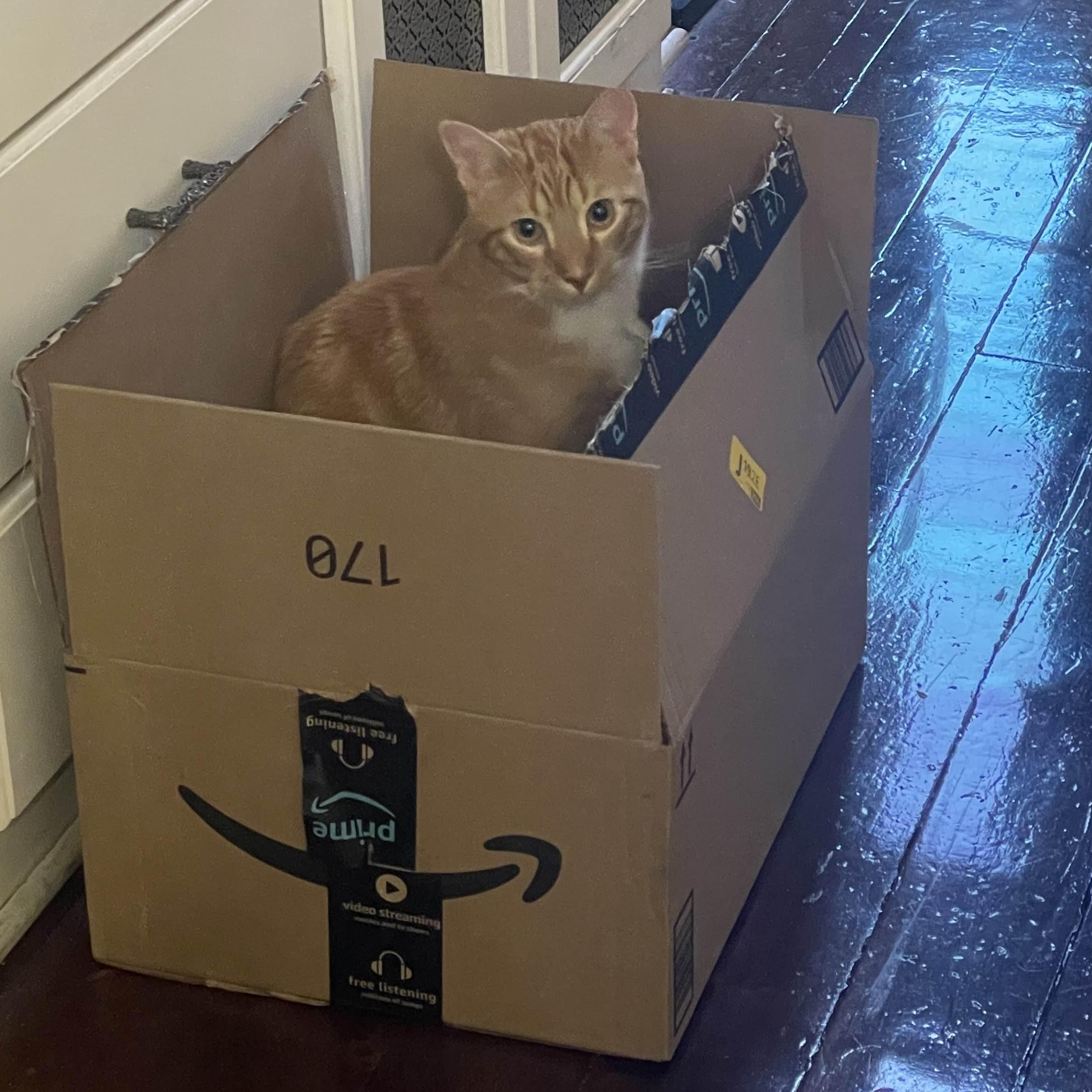 Enlarge Bob, an adopted Domestic Short Hair in Florham Park, NJ image 5/6