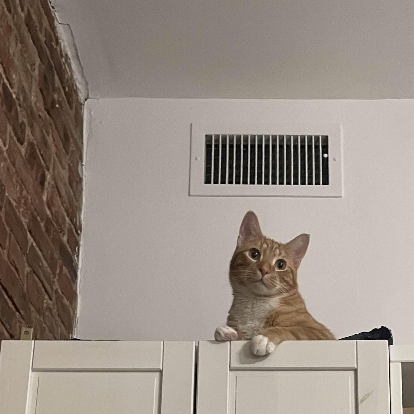 Enlarge Bob, an adopted Domestic Short Hair in Florham Park, NJ image 4/6