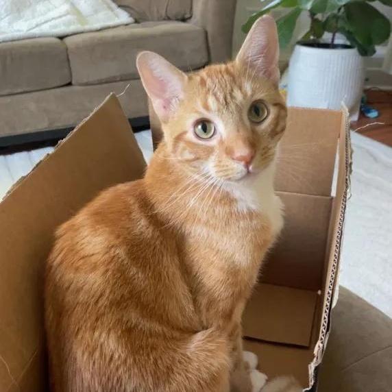 Enlarge Bob, an adopted Domestic Short Hair in Florham Park, NJ image 2/6