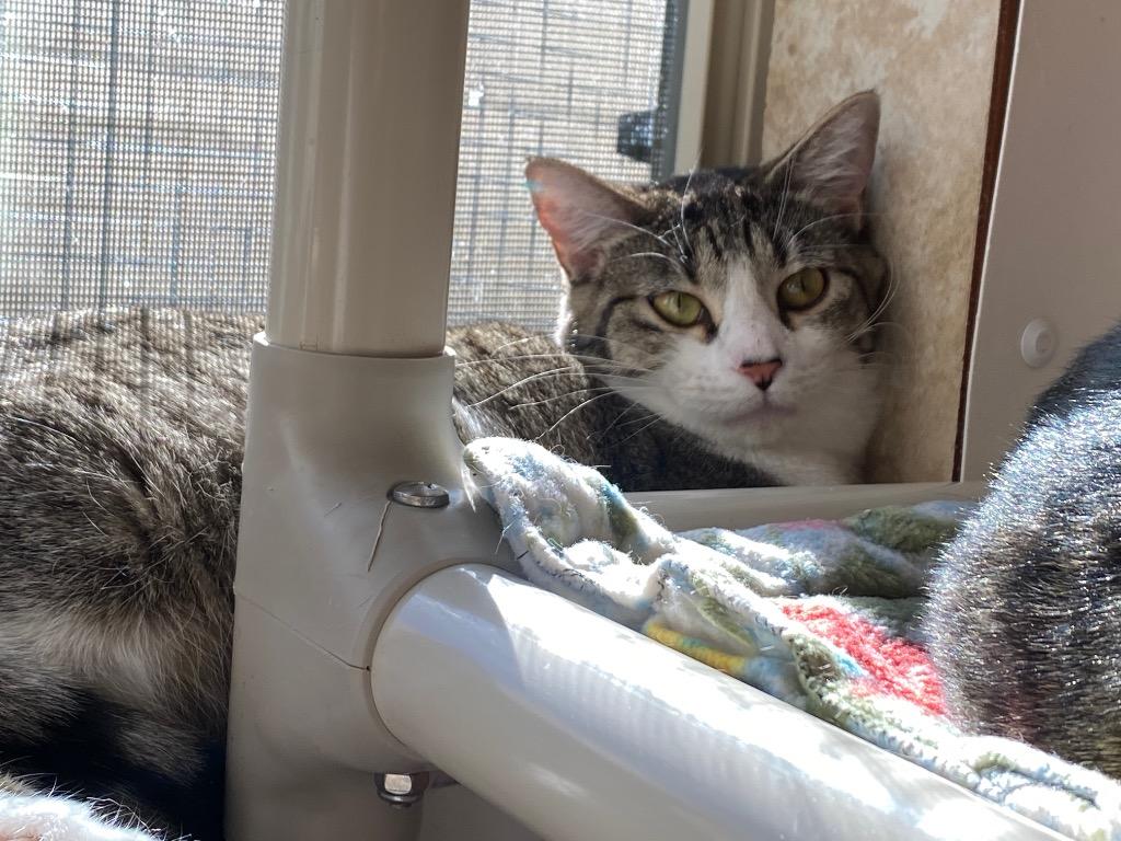 Ginger, Adoptable, Adult Female Domestic Short Hair.