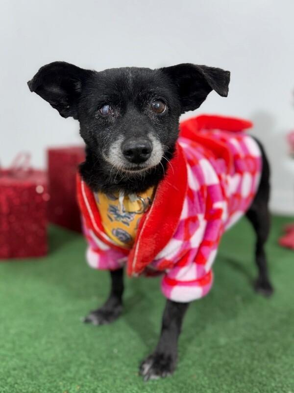 Maverick-One of our Amazing Rescue Dogs, a Adoptable mixed breed in Newport Beach, CA image 1/2