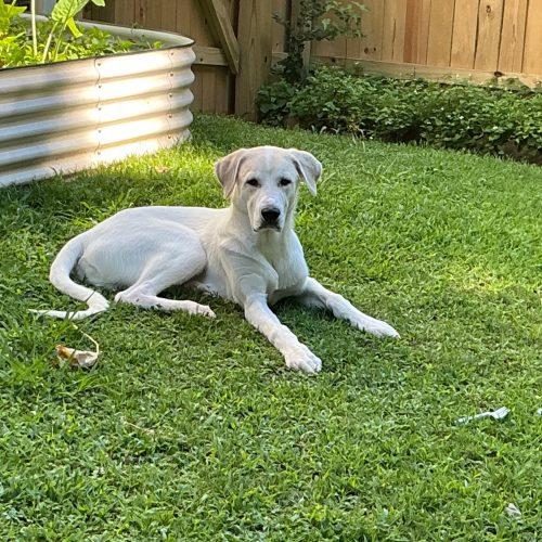 Kai, Adoptable, Puppy Male Hound & Great Pyrenees.