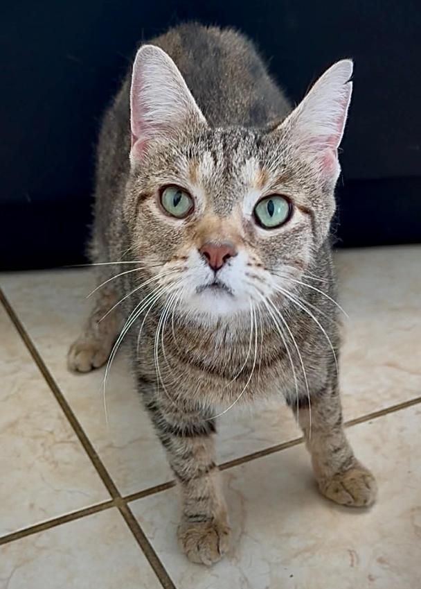 Tippy, Adoptable, Young Female Domestic Short Hair.