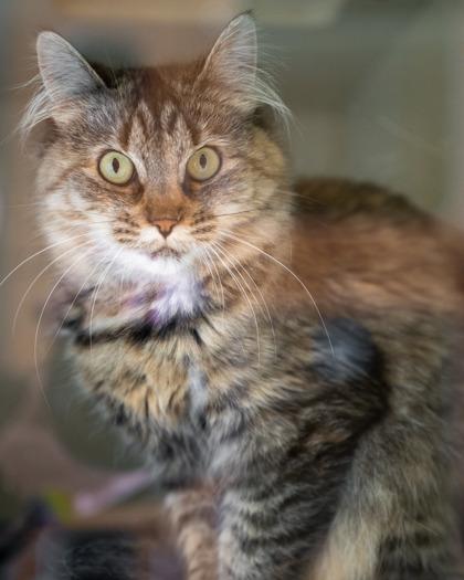 Enlarge Fox, a Adoptable mixed breed in Pequot Lakes, MN image 1/1