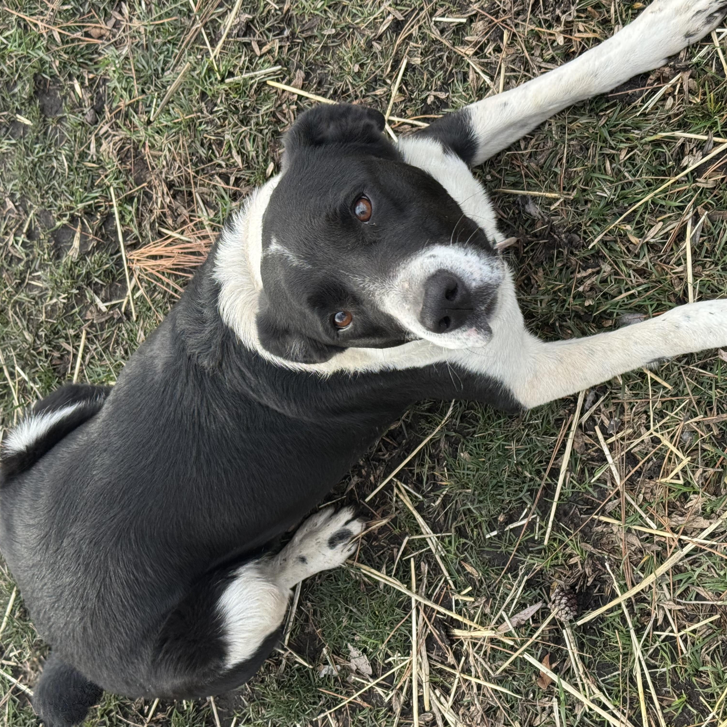 Trixie, ADOPTABLE, Adult Female Border Collie.
