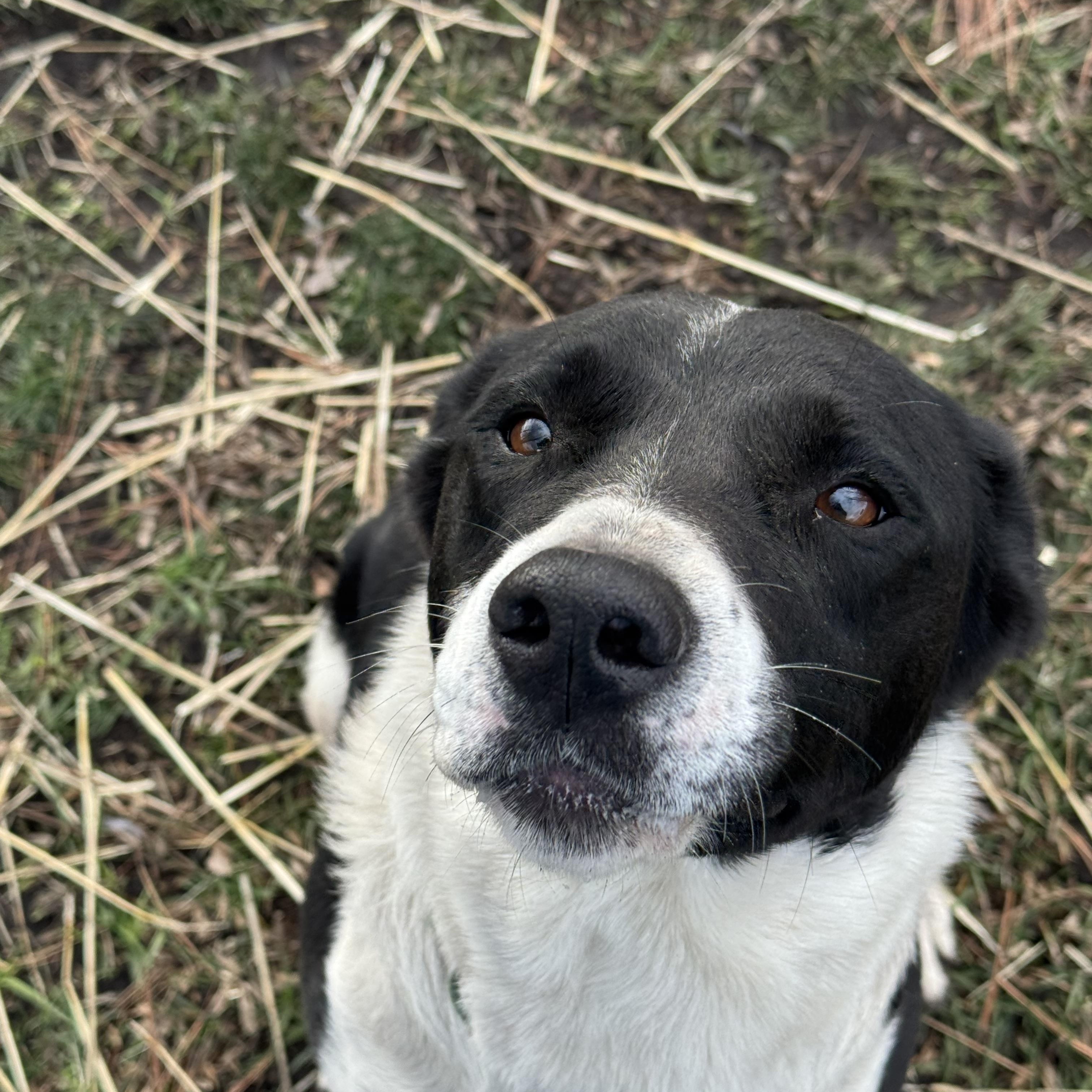 Trixie, a ADOPTABLE mixed breed in La Grande, OR image 4/4