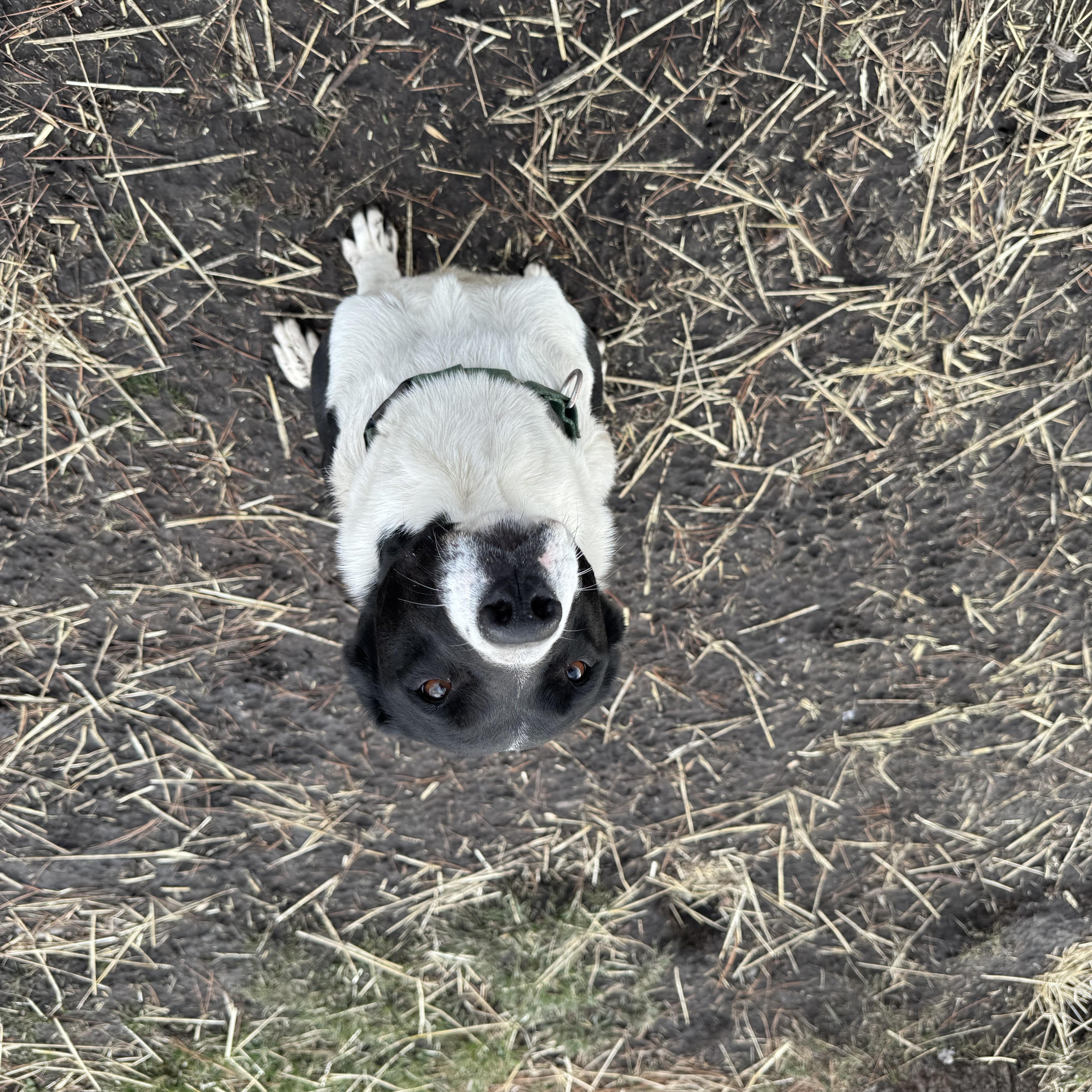Trixie, a ADOPTABLE mixed breed in La Grande, OR image 3/4