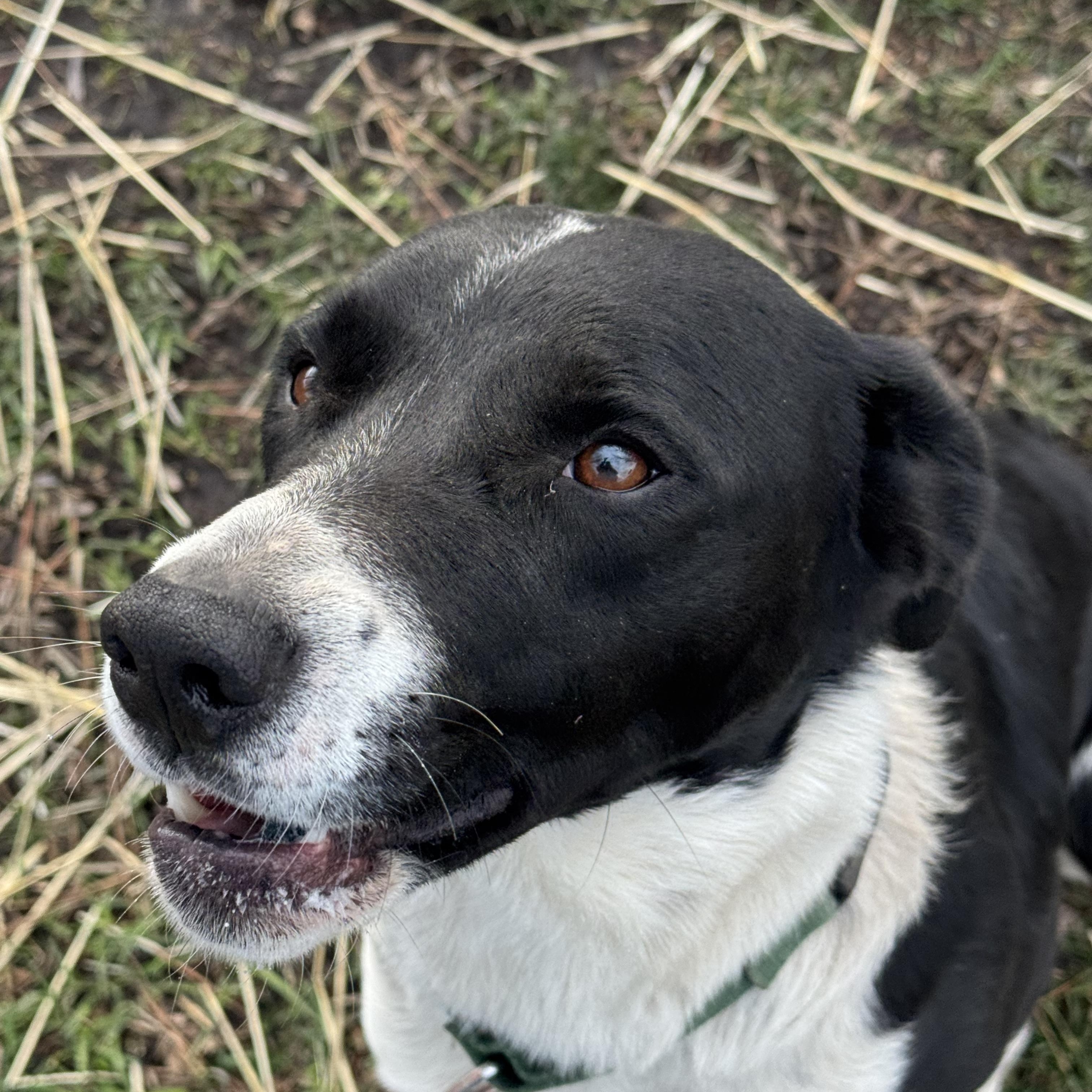 Trixie, a ADOPTABLE mixed breed in La Grande, OR image 2/4