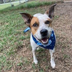 Elfie, a Adoptable Cattle Dog in Fort Pierce, FL image 1/3