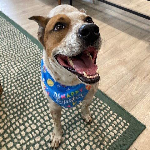Elfie, a Adoptable Cattle Dog in Fort Pierce, FL image 2/3