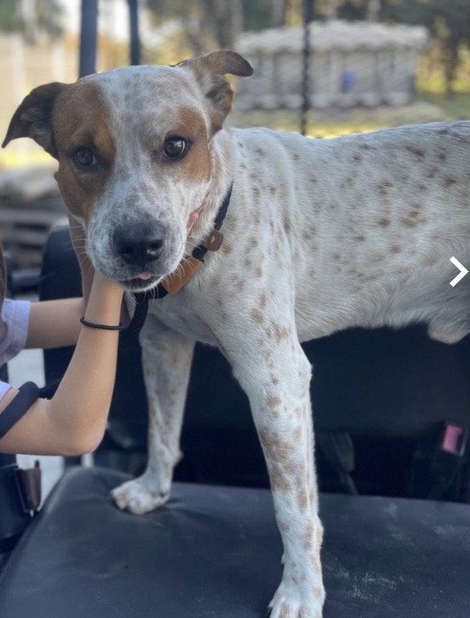 Enlarge Elfie, a Adoptable Cattle Dog in Fort Pierce, FL image 1/2