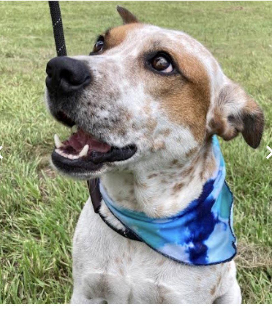 Enlarge Elfie, a Adoptable Cattle Dog in Fort Pierce, FL image 2/2