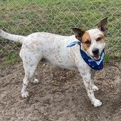 Elfie, a Adoptable Cattle Dog in Fort Pierce, FL image 3/3