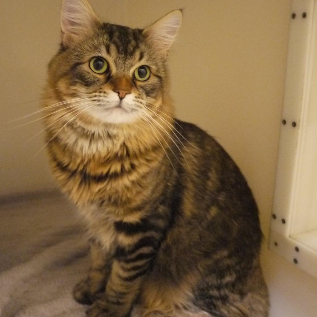 Louie, Adoptable, Adult Male Domestic Medium Hair.