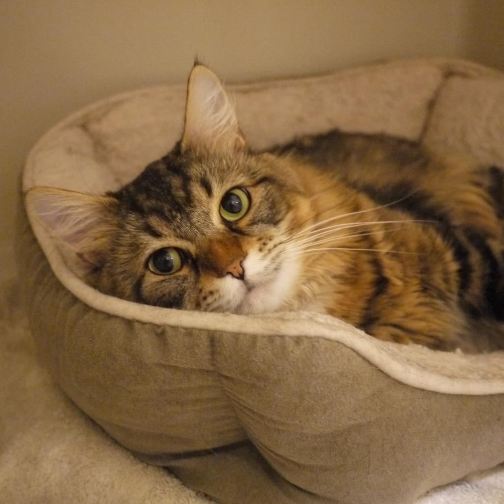 Enlarge Louie, a Adoptable Domestic Medium Hair in Ashland, MA image 2/4