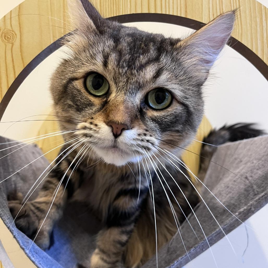 Enlarge Louie, a Adoptable Domestic Medium Hair in Ashland, MA image 3/4
