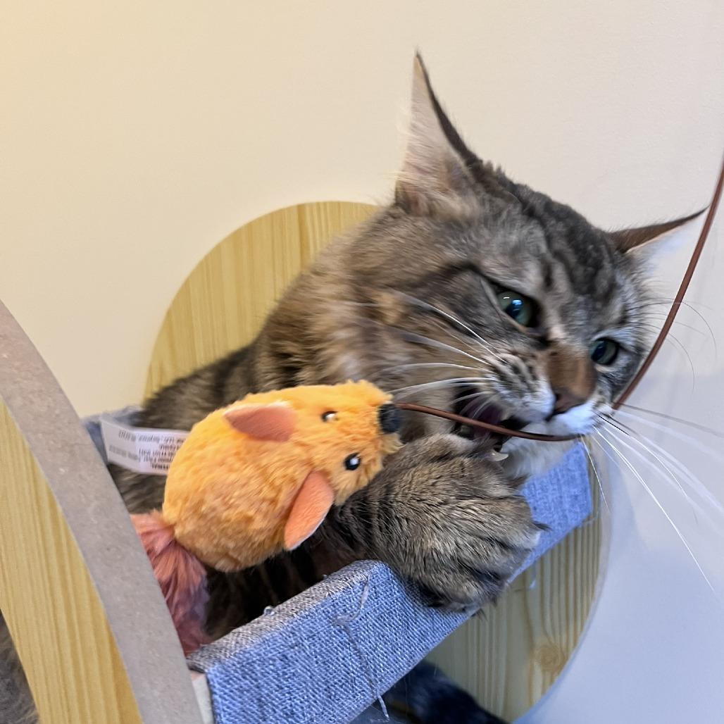 Enlarge Louie, a Adoptable Domestic Medium Hair in Ashland, MA image 4/4