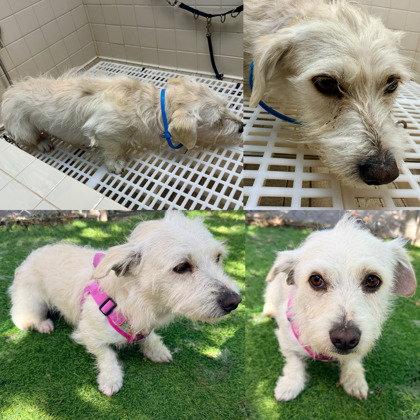 Apostrophe, a Adopted Maltese in Oakland, CA image 1/3