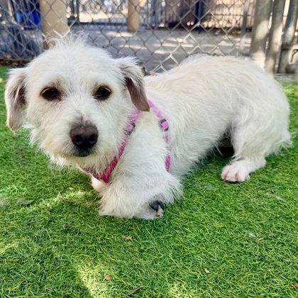 Apostrophe, a Adopted Maltese in Oakland, CA image 2/3