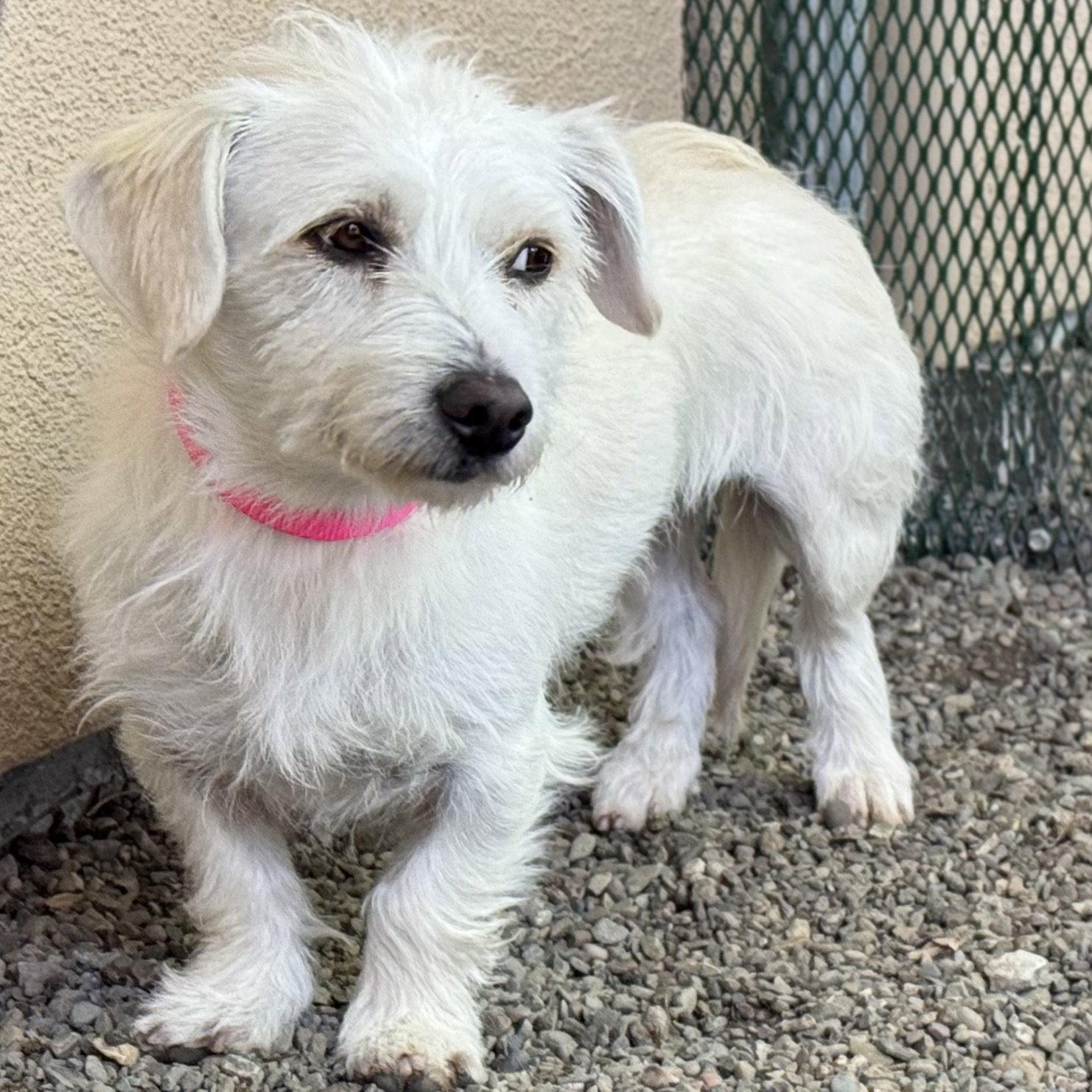 Apostrophe, a Adopted Maltese in Oakland, CA image 3/3