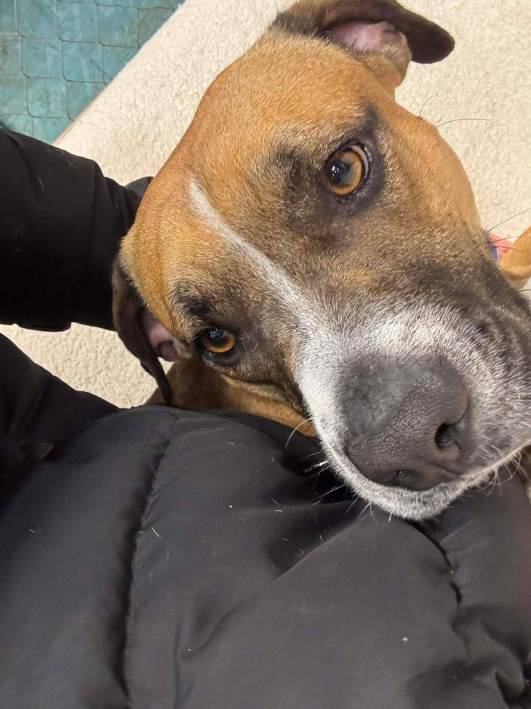 Willa $400, Adoptable, Young Female Boxer & Mixed Breed.