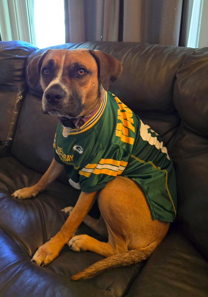 Enlarge Willa $400, a Adoptable mixed breed in Milwaukee, WI image 2/5