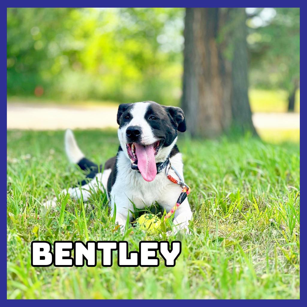 Bentley, Adoptable, Adult Male Border Collie & American Staffordshire Terrier.