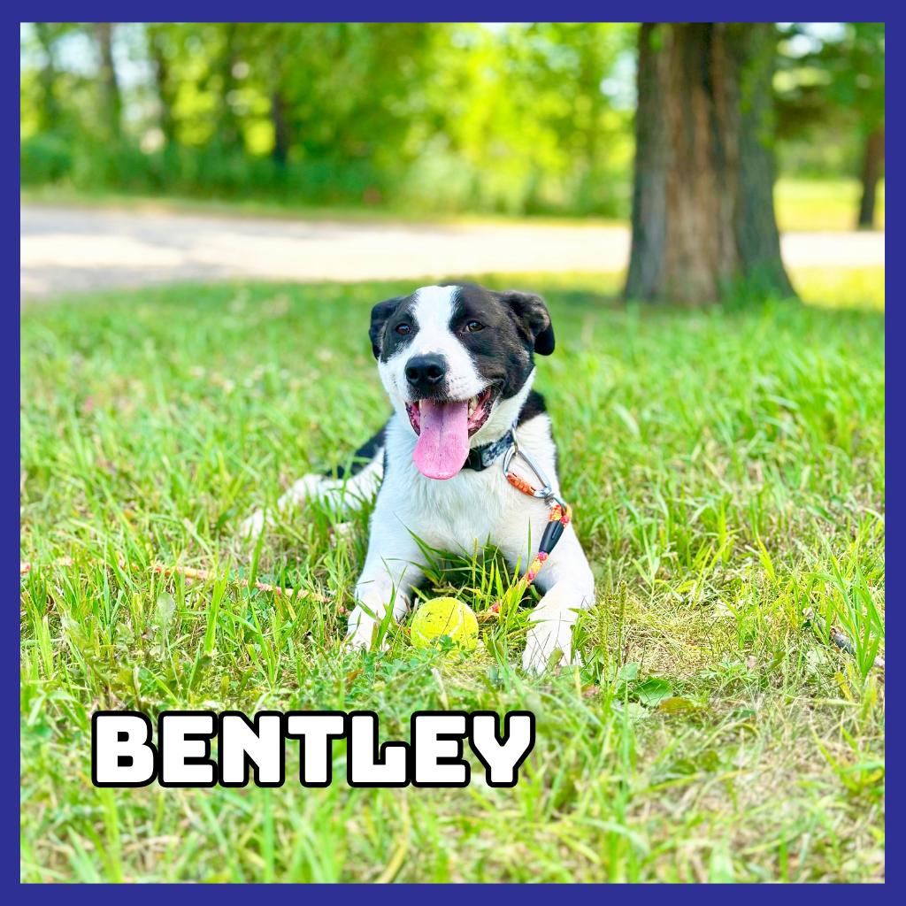 Bentley, a Adoptable mixed breed in Glenwood, MN image 2/5