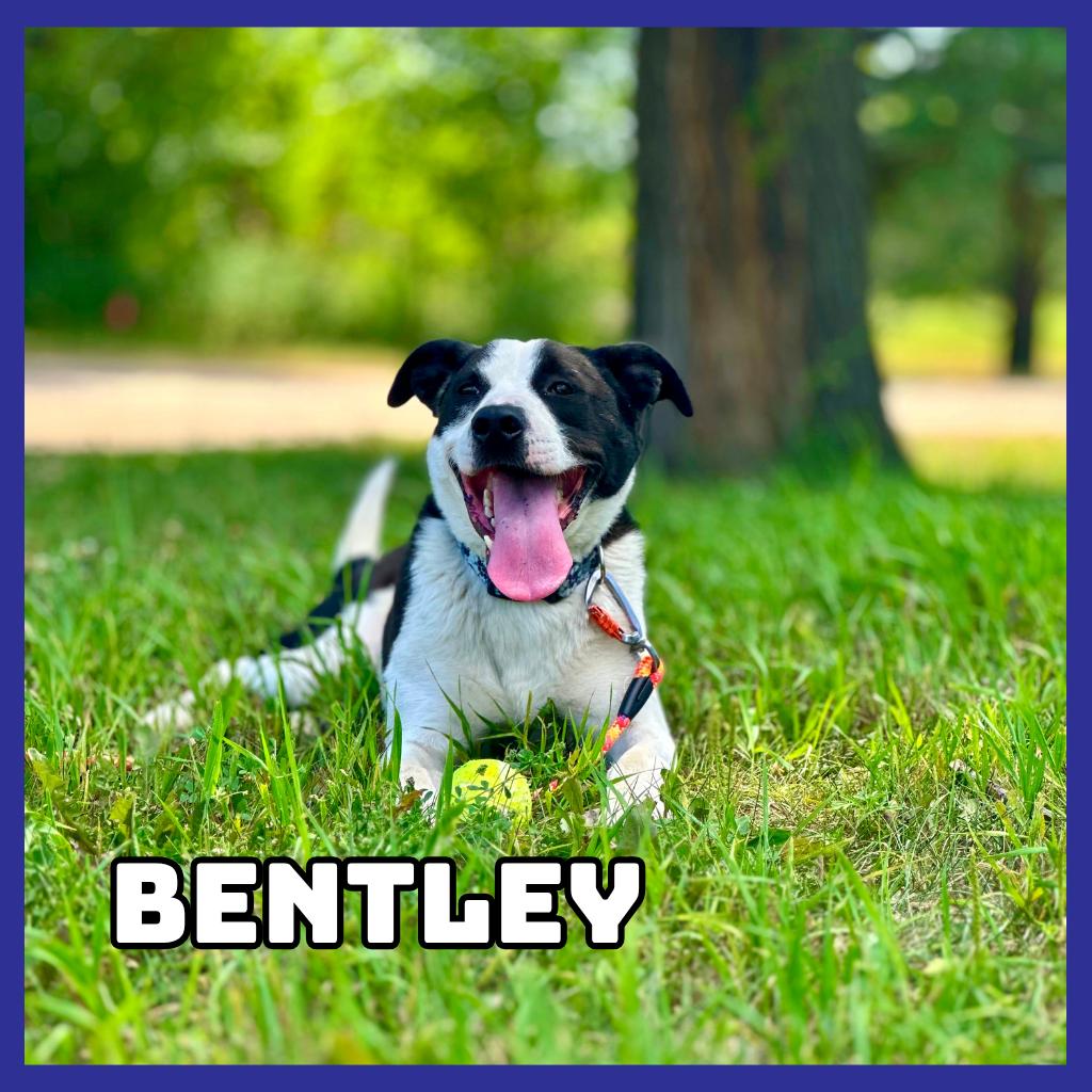 Bentley, a Adoptable mixed breed in Glenwood, MN image 3/5