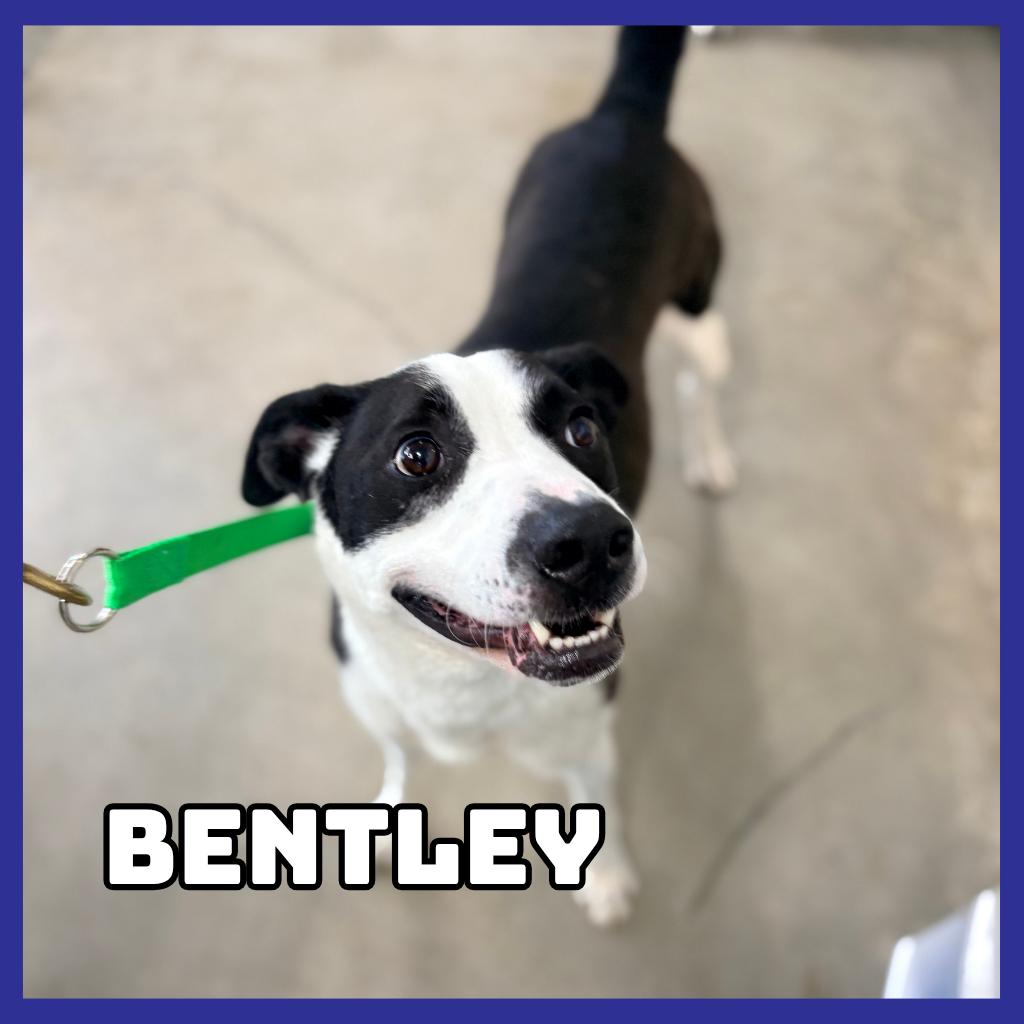 Bentley, a Adoptable mixed breed in Glenwood, MN image 4/5