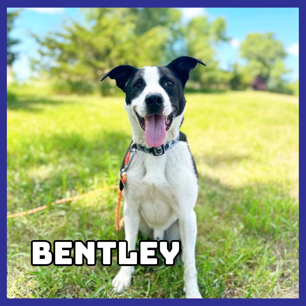 Bentley, a Adoptable mixed breed in Glenwood, MN image 5/5