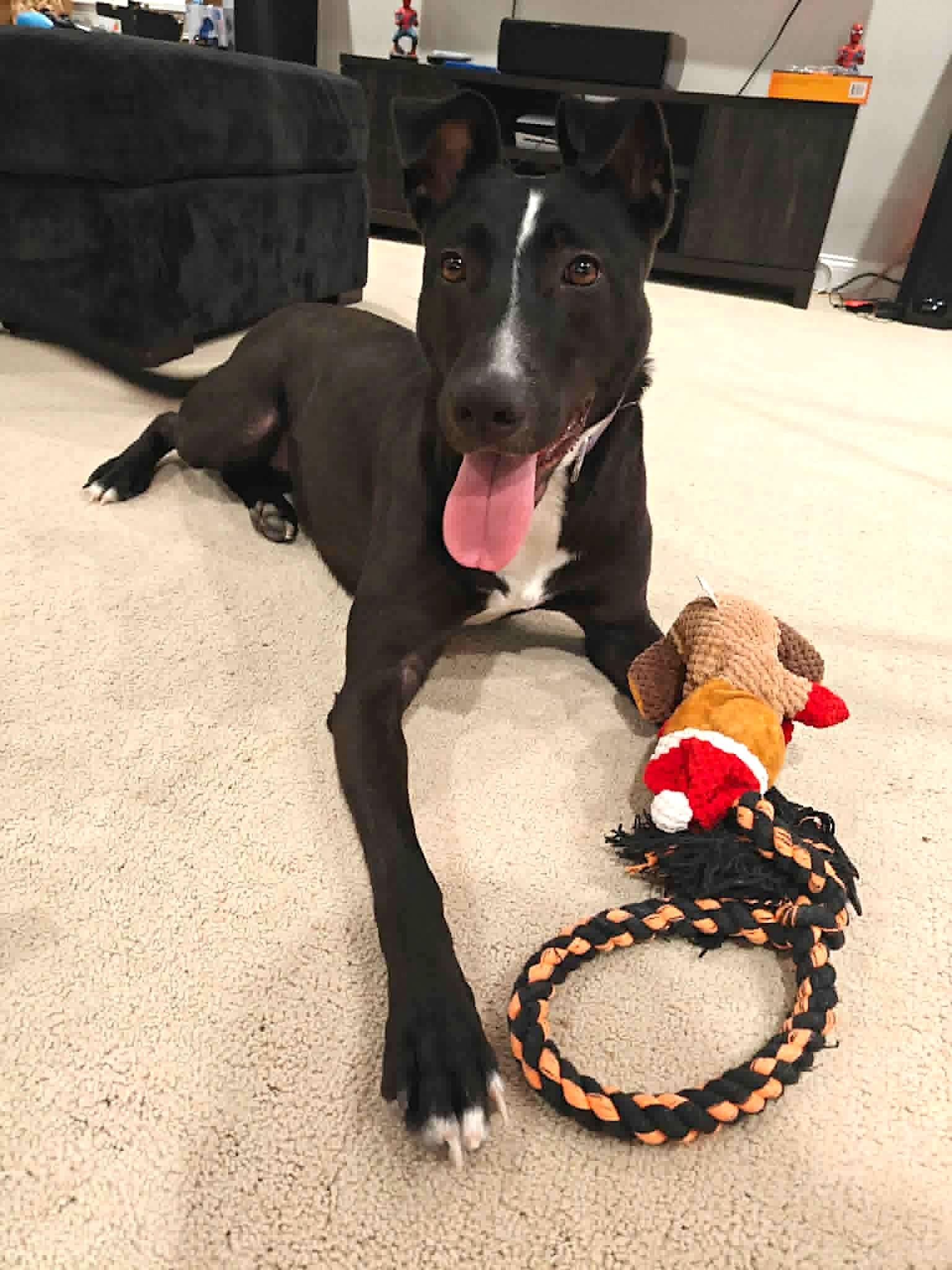 Enlarge Raven, a Adoptable mixed breed in Worcester, MA image 2/6