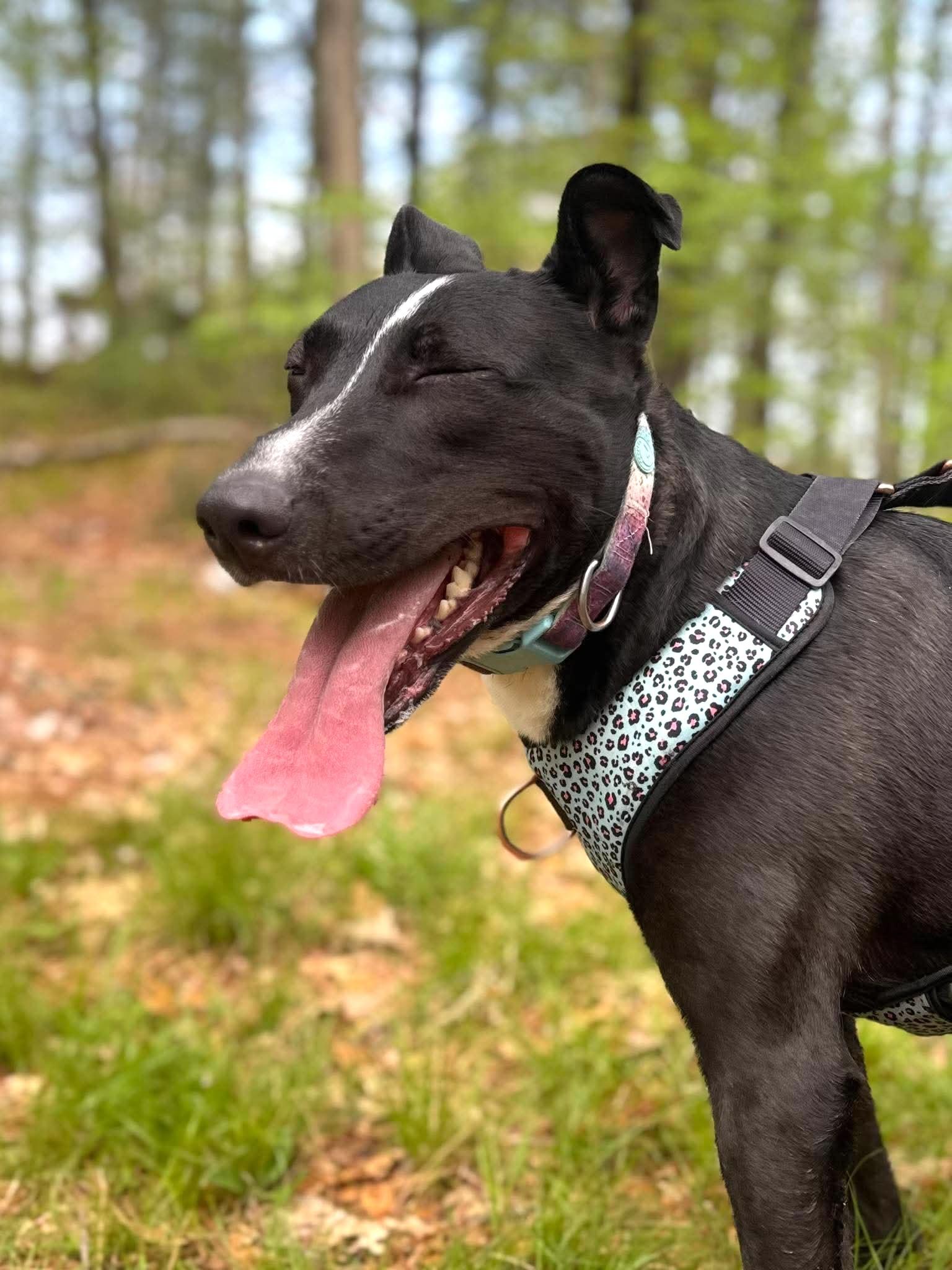 Enlarge Raven, a Adoptable mixed breed in Worcester, MA image 4/6