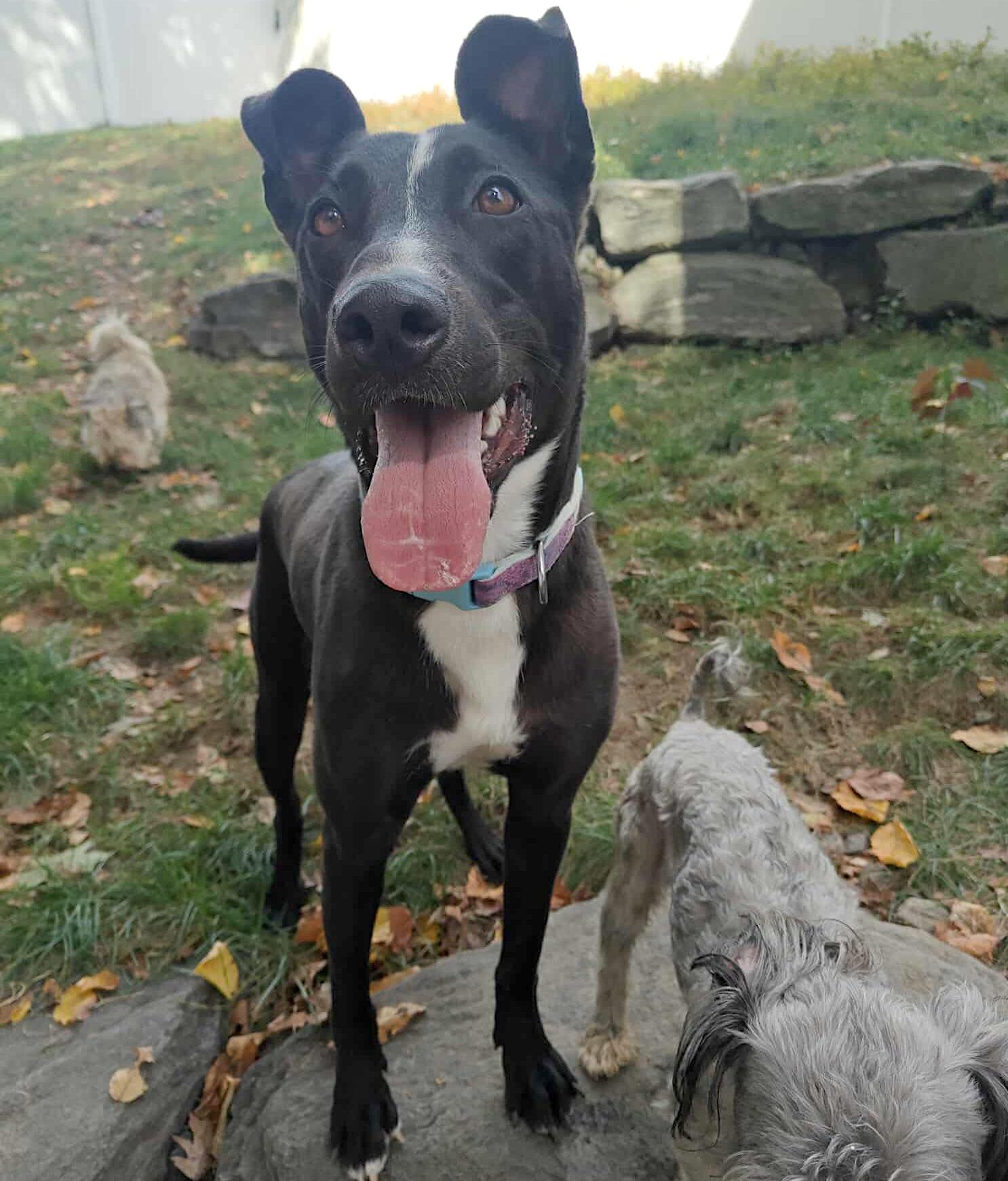 Raven, a Adoptable mixed breed in Millbury, MA image 3/6