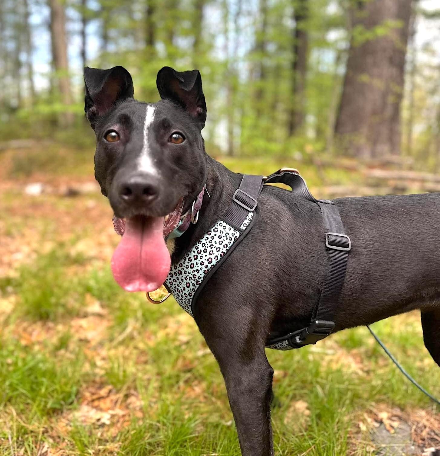 Enlarge Raven, a Adoptable mixed breed in Worcester, MA image 1/6