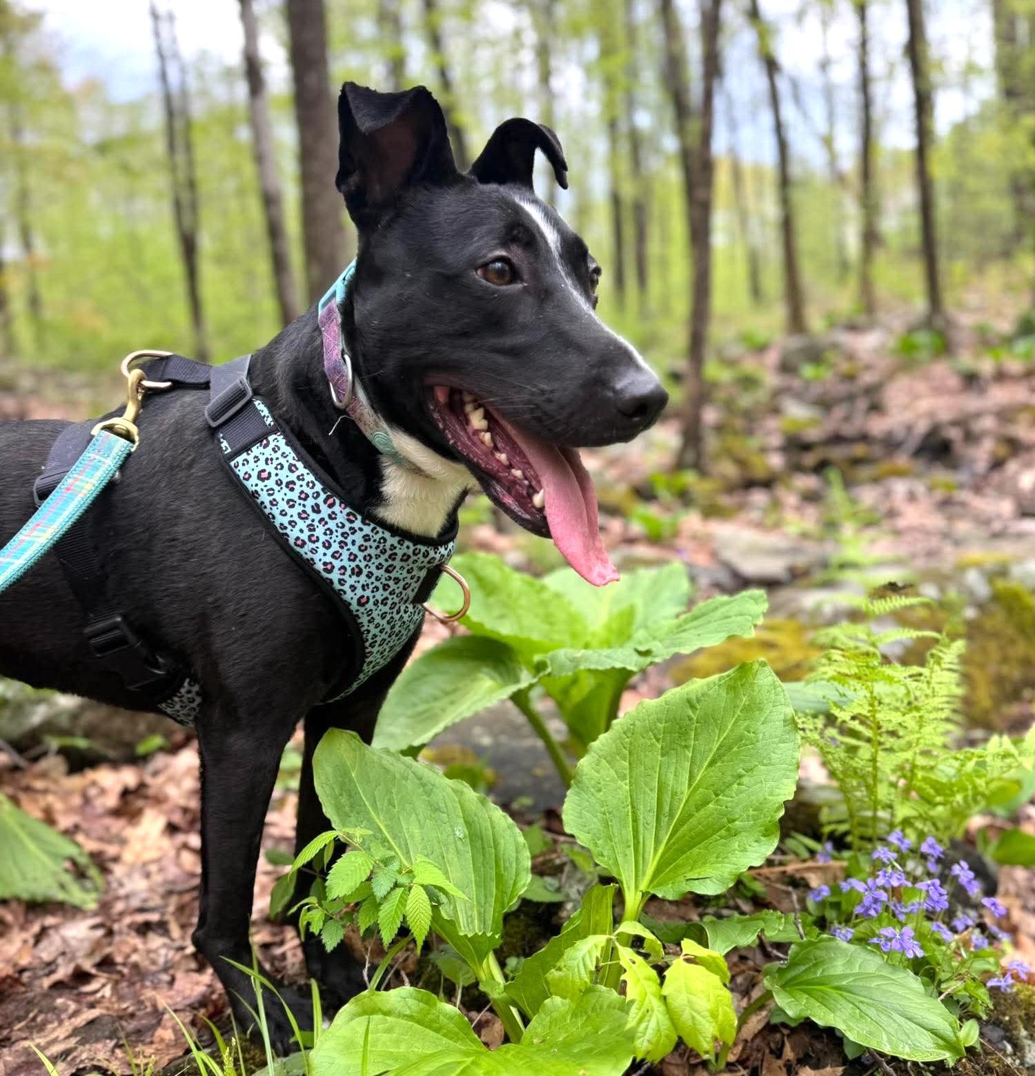 Enlarge Raven, a Adoptable mixed breed in Worcester, MA image 5/6