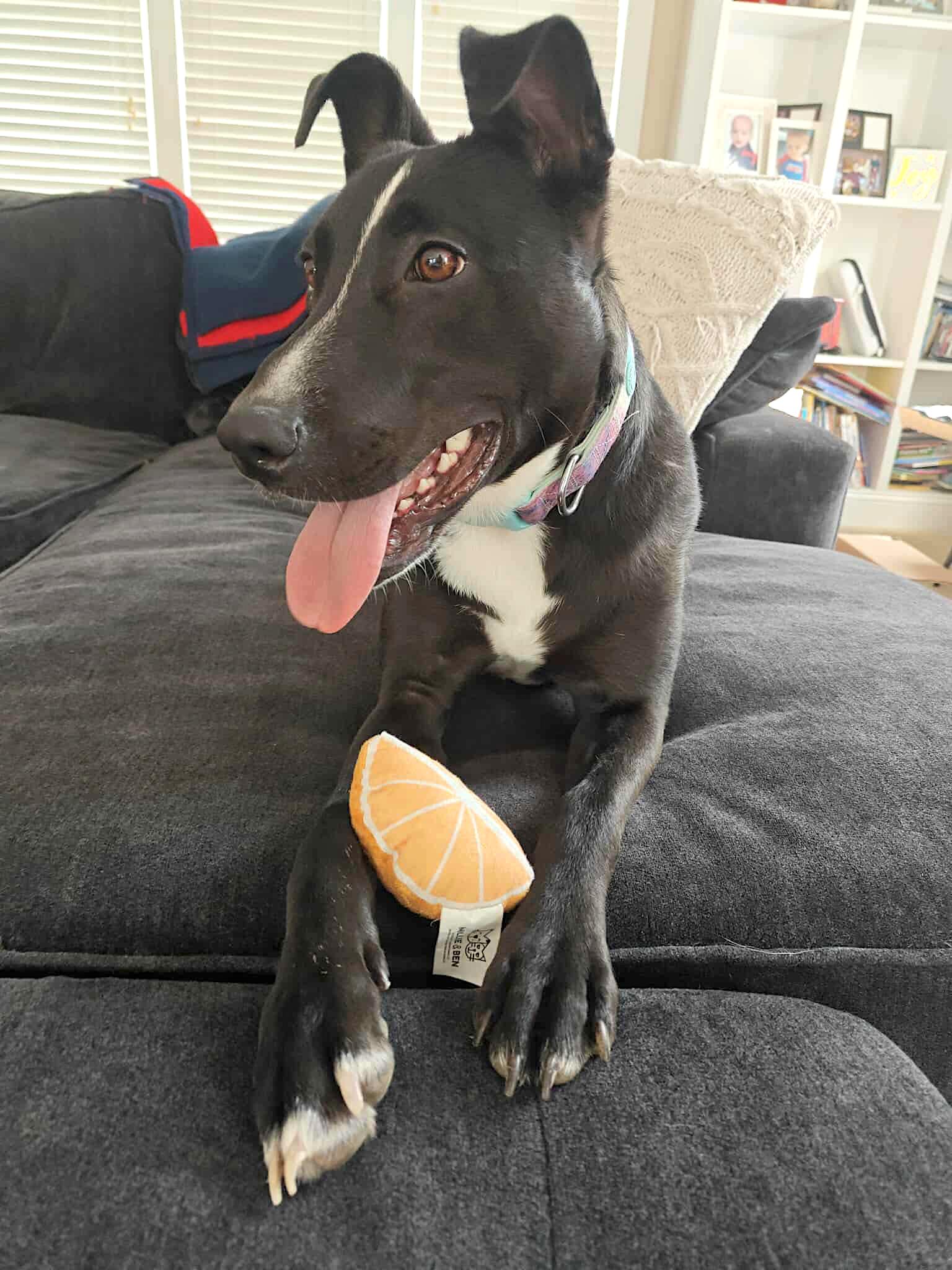 Raven, Adoptable, Young Female Labrador Retriever.