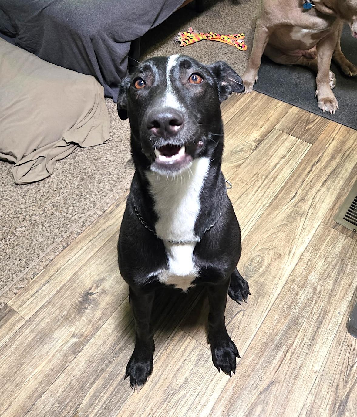 Raven, a Adoptable mixed breed in Millbury, MA image 5/6