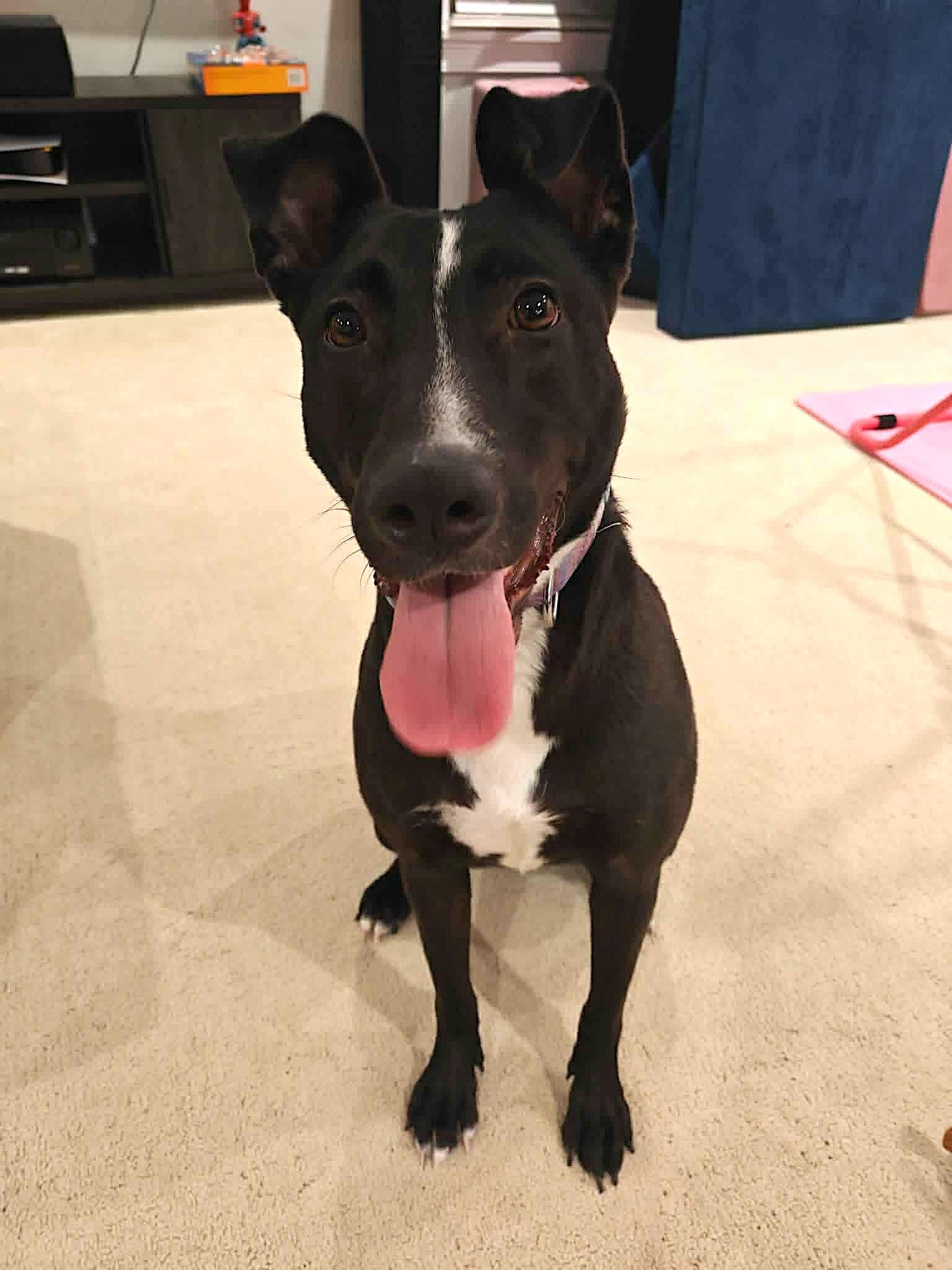 Raven, Adoptable, Young Female Labrador Retriever.