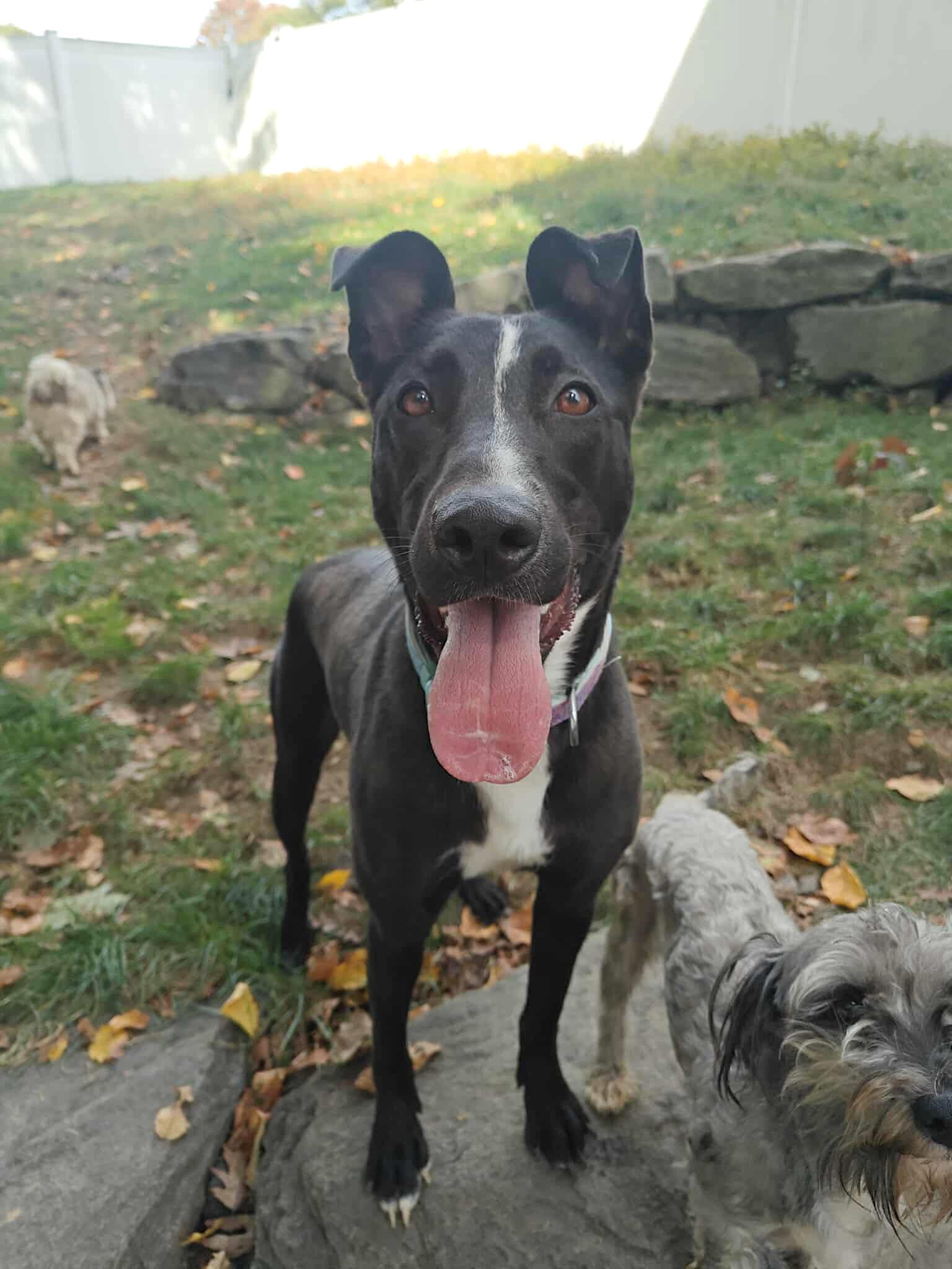 Raven, a Adoptable mixed breed in Millbury, MA image 2/6