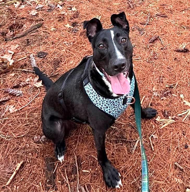 Enlarge Raven, a Adoptable mixed breed in Worcester, MA image 2/6