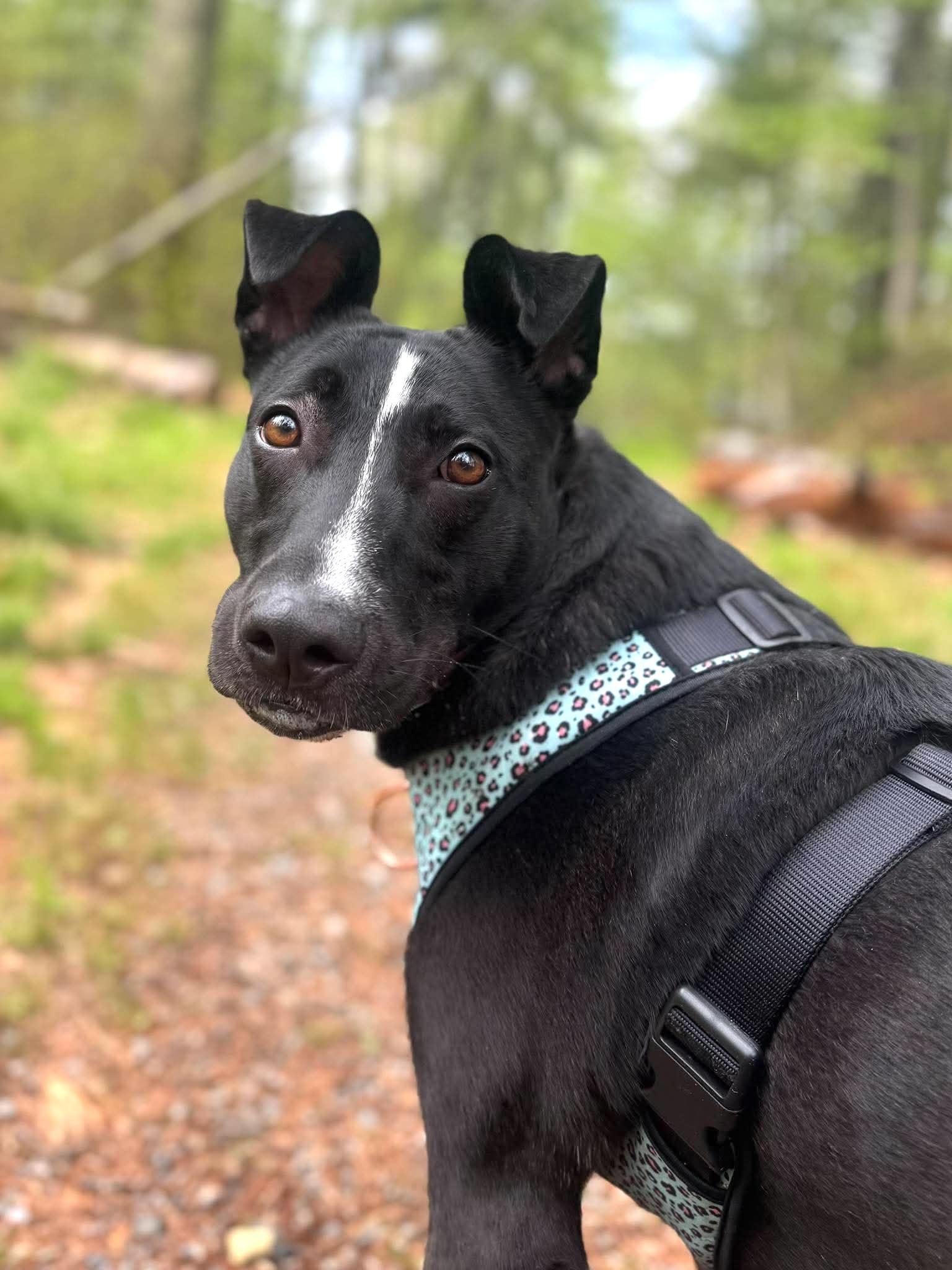 Enlarge Raven, a Adoptable mixed breed in Worcester, MA image 3/6